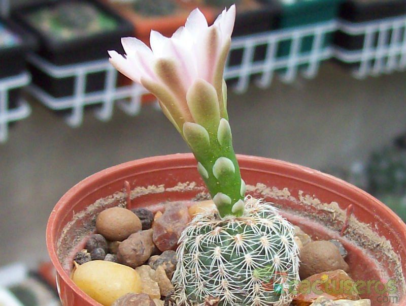 A photo of Gymnocalycium bruchii
