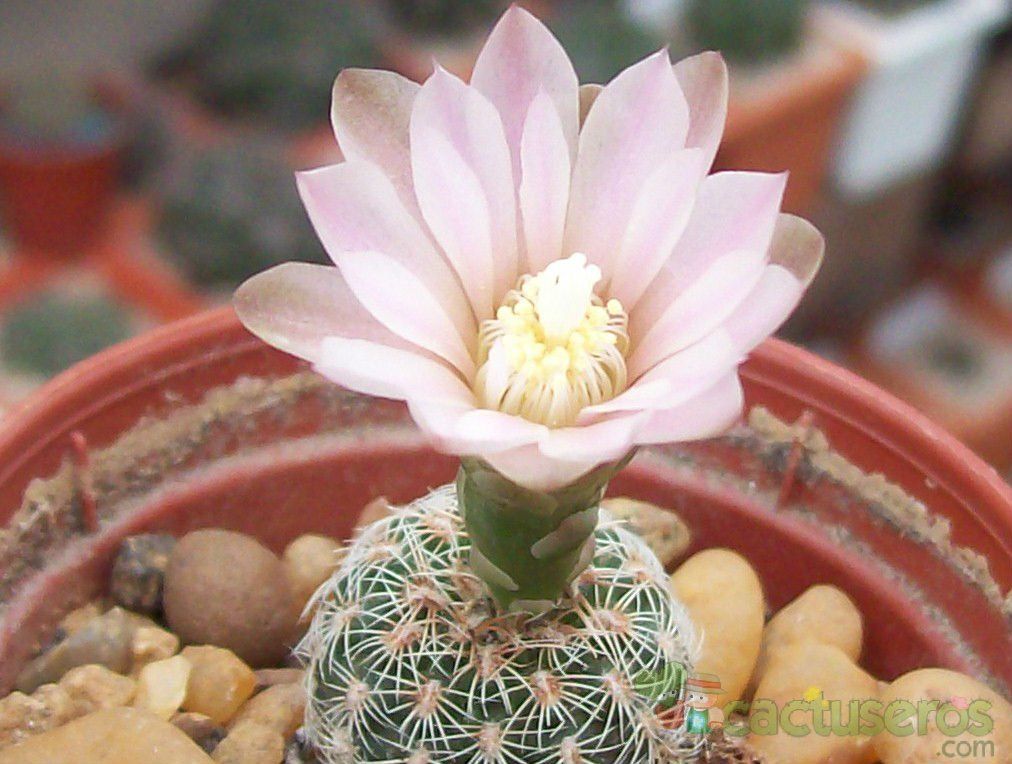 A photo of Gymnocalycium bruchii