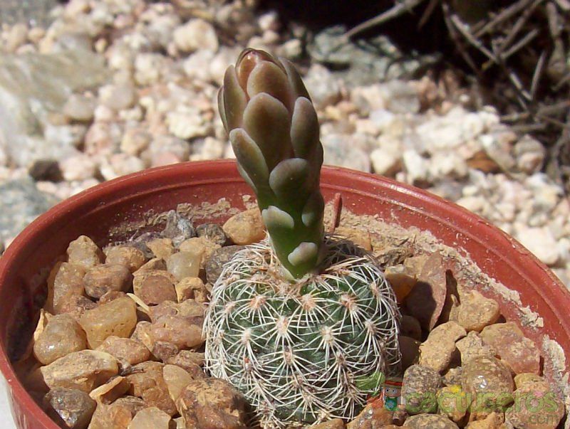A photo of Gymnocalycium bruchii