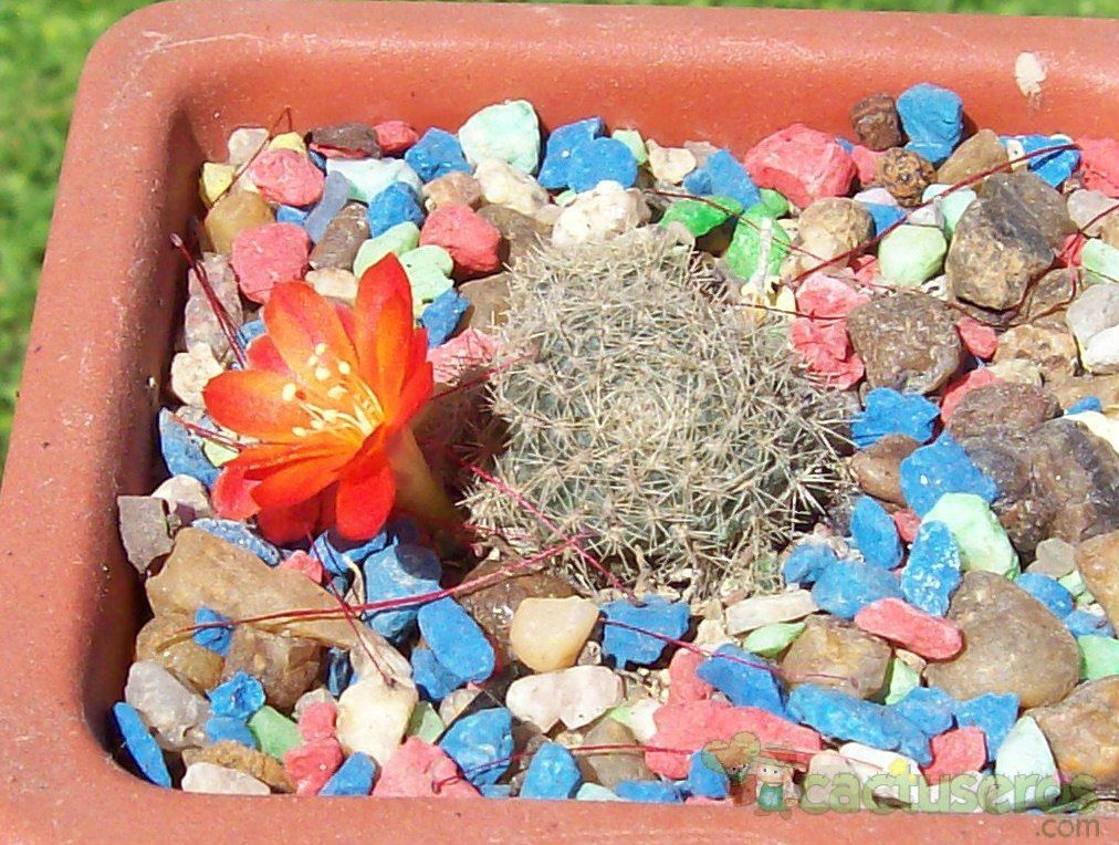 Una foto de Rebutia brunescens