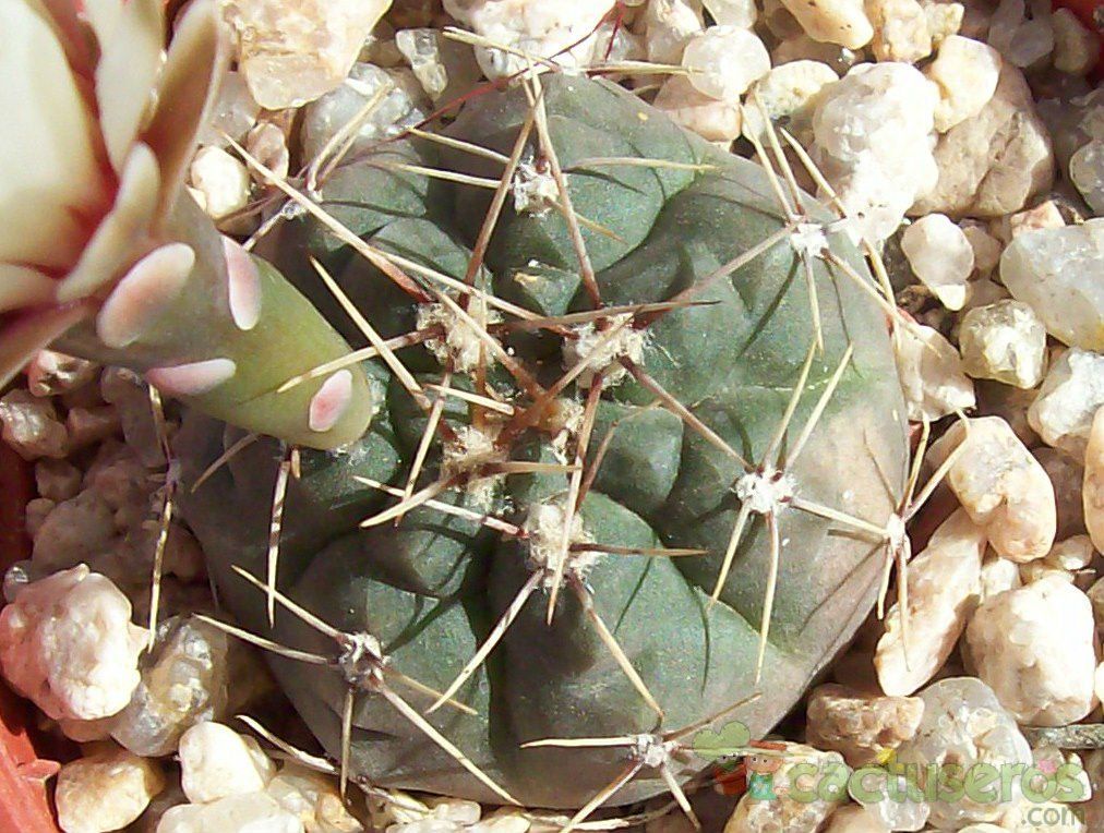 Una foto de Gymnocalycium schroederianum
