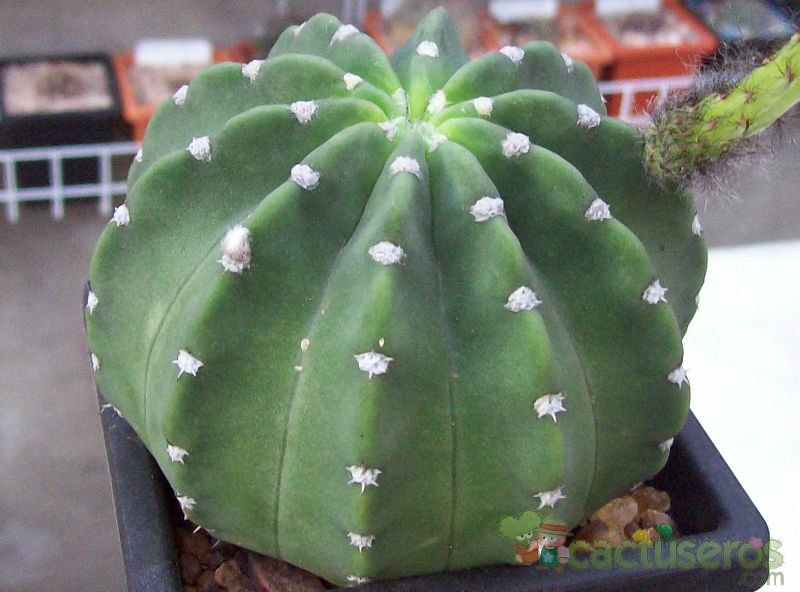 Una foto de Echinopsis subdenudata
