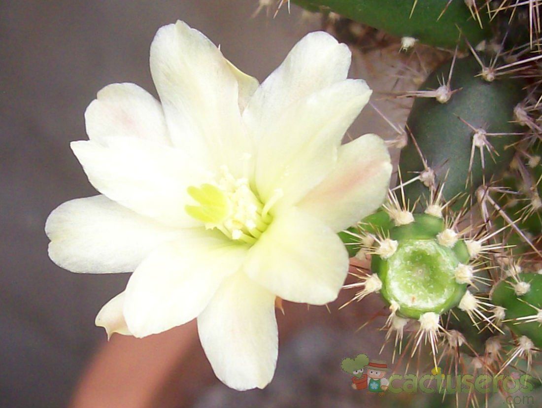 Una foto de Opuntia salmiana