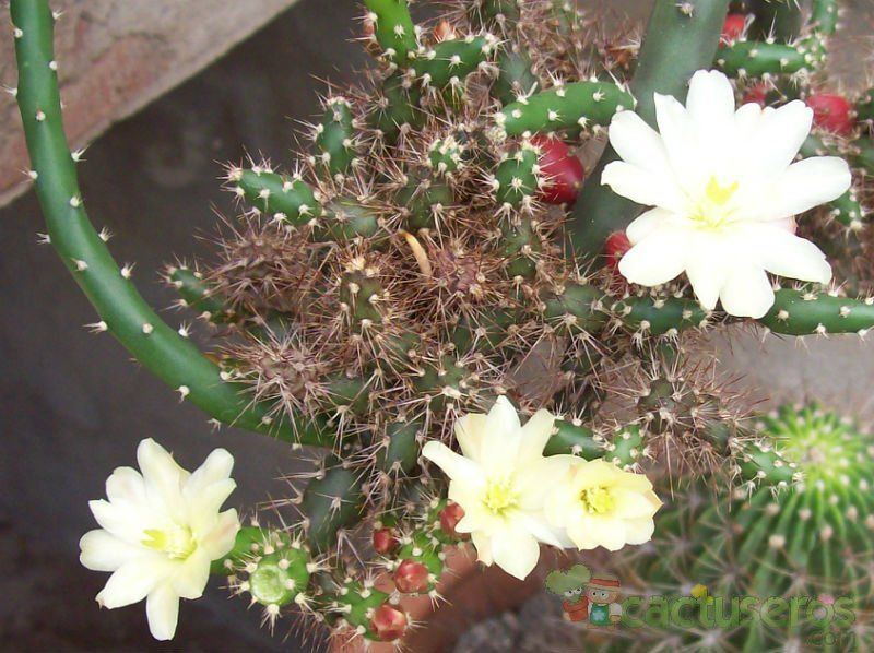 Una foto de Opuntia salmiana