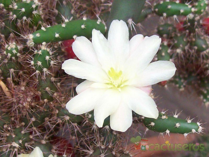 Una foto de Opuntia salmiana