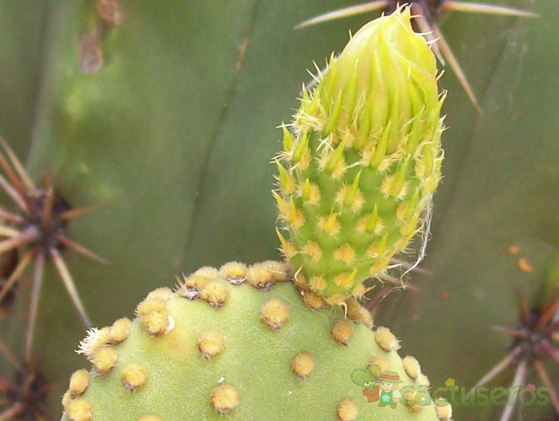 A photo of Opuntia microdasys subsp. microdasys