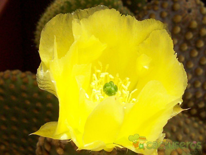 A photo of Opuntia microdasys subsp. microdasys