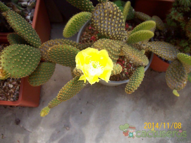 A photo of Opuntia microdasys subsp. microdasys