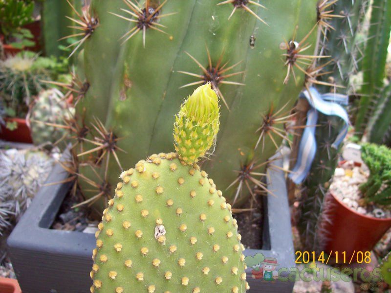 A photo of Opuntia microdasys subsp. microdasys