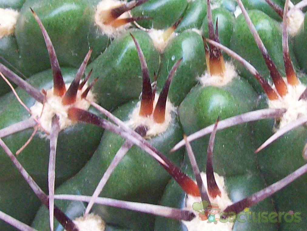 A photo of Gymnocalycium monvillei ssp. achirasense