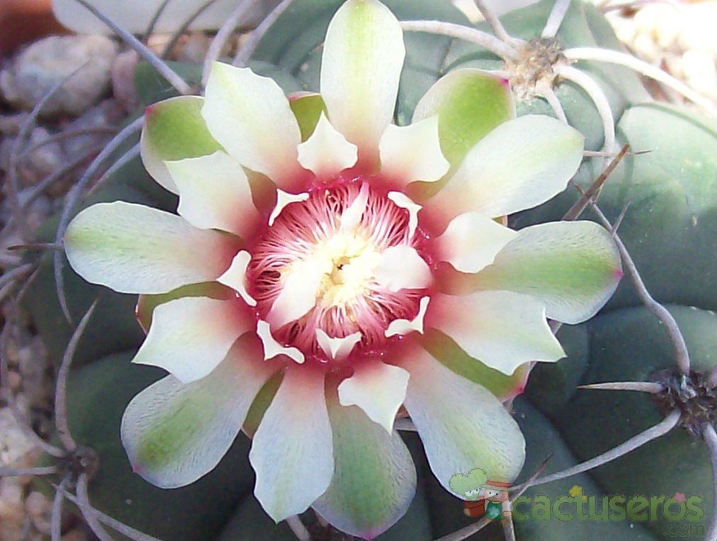Una foto de Gymnocalycium castellanosii
