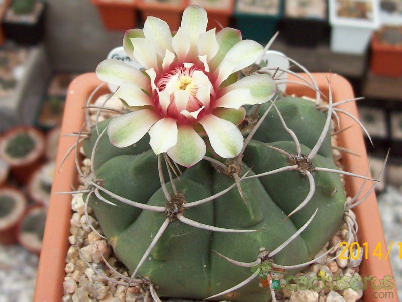 Una foto de Gymnocalycium castellanosii