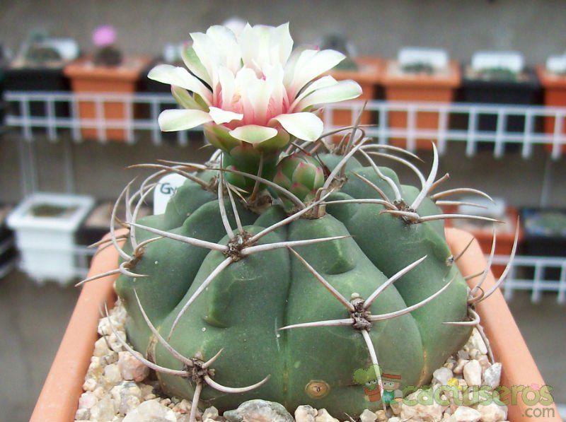 Una foto de Gymnocalycium castellanosii
