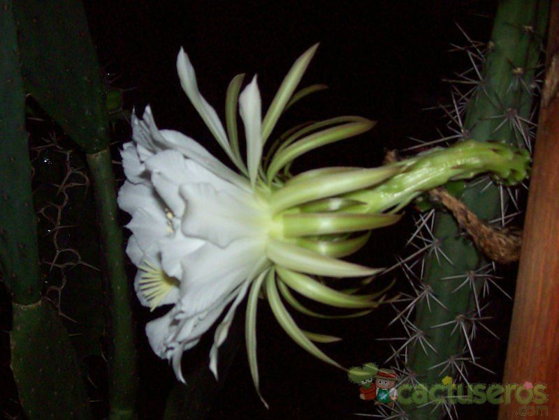 A photo of Harrisia pomanensis