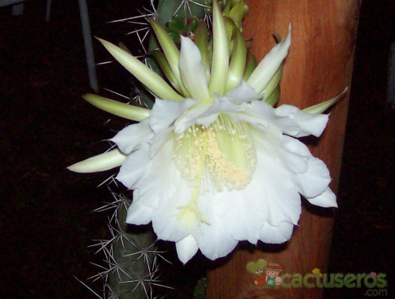 A photo of Harrisia pomanensis