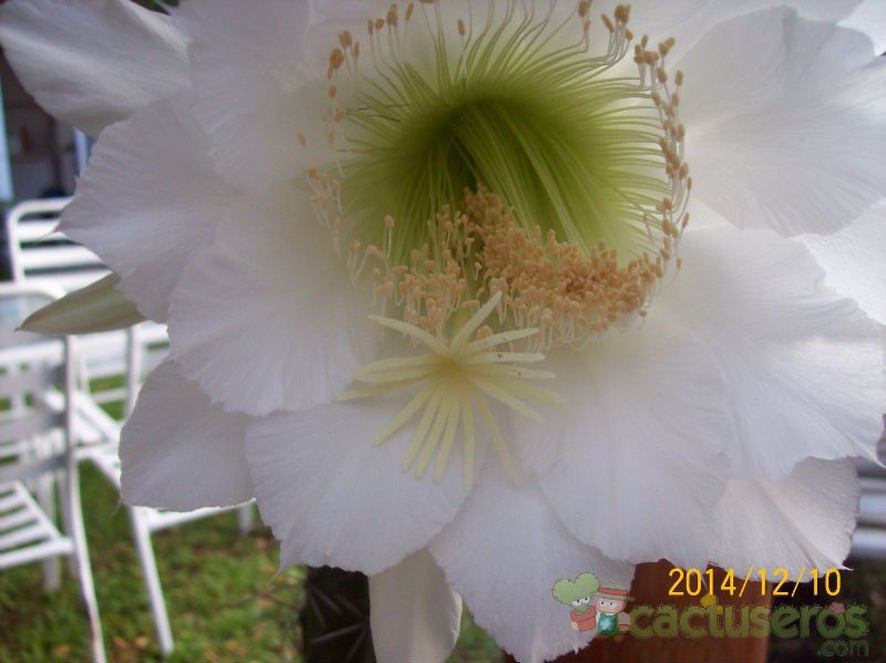A photo of Harrisia pomanensis