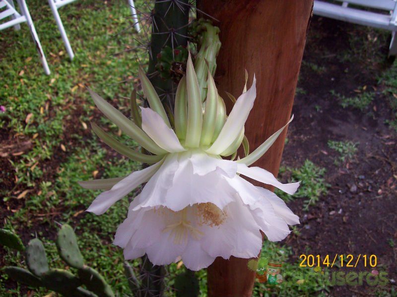 A photo of Harrisia pomanensis