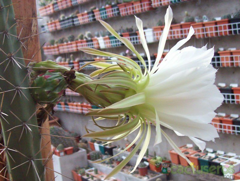 A photo of Harrisia pomanensis