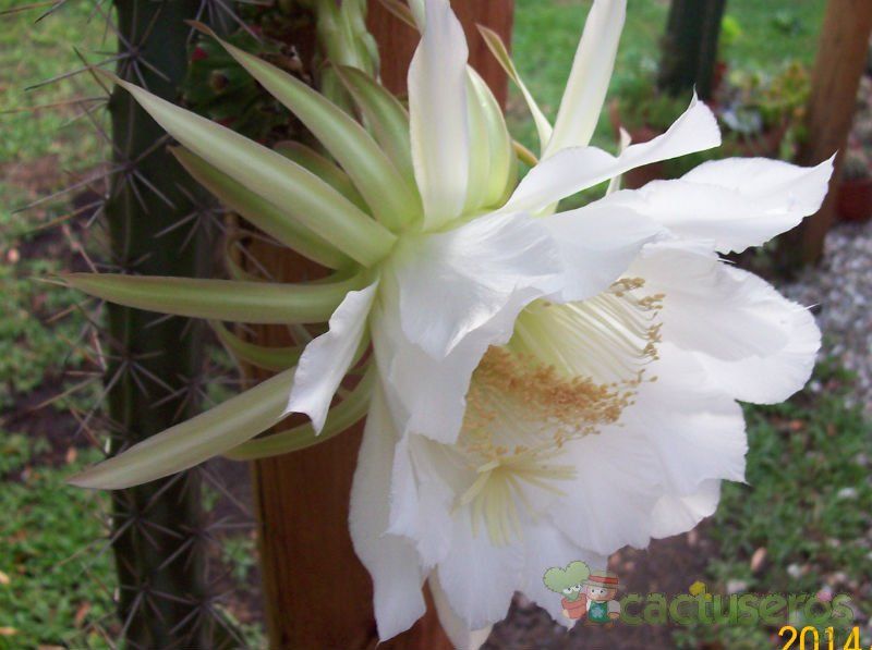 A photo of Harrisia pomanensis