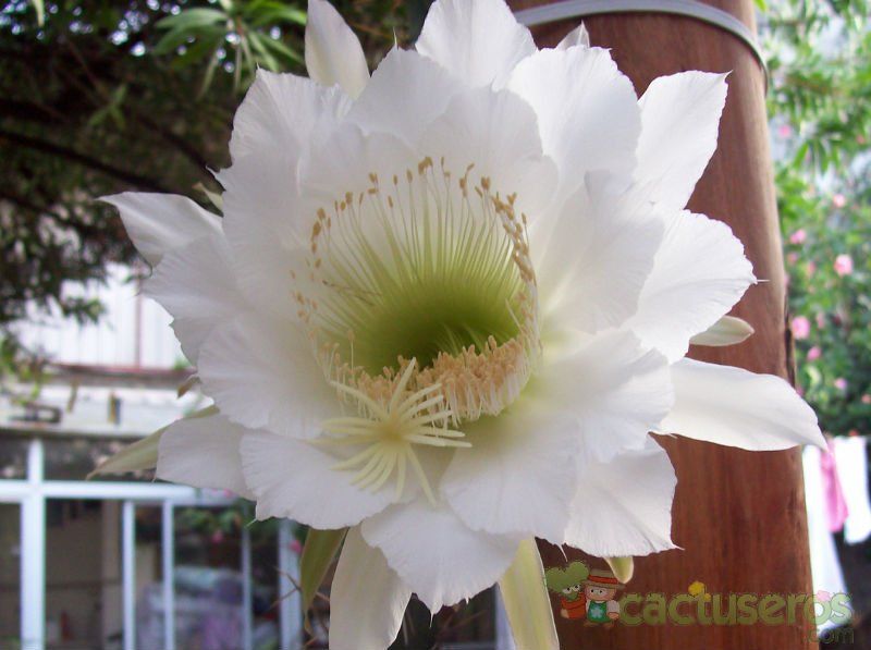 A photo of Harrisia pomanensis