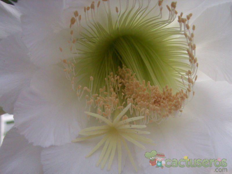 A photo of Harrisia pomanensis