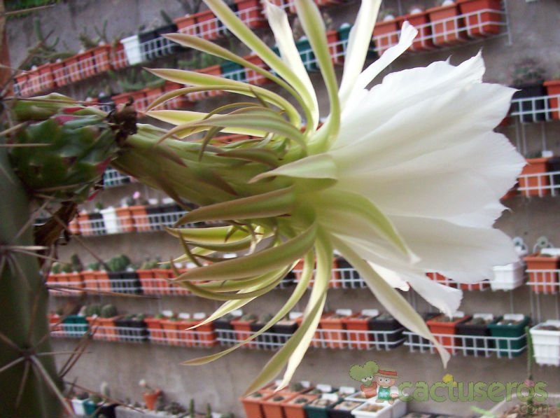 A photo of Harrisia pomanensis