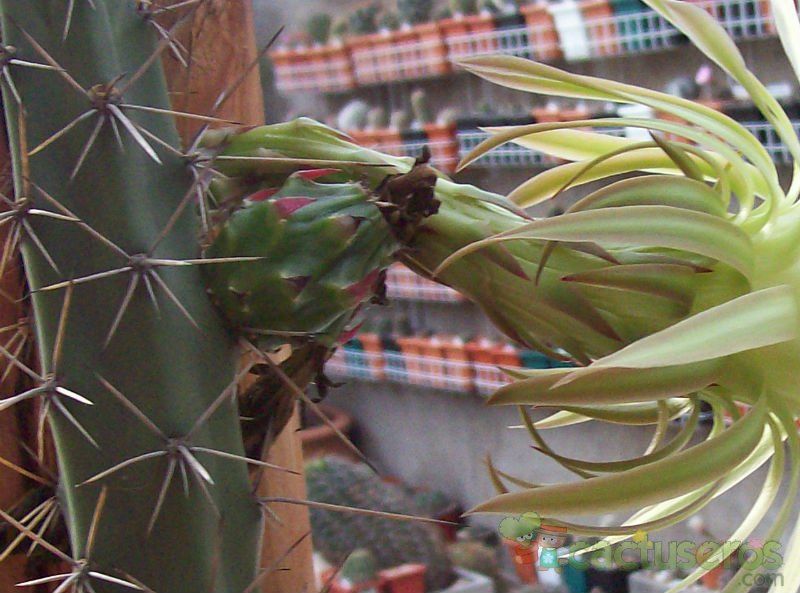 A photo of Harrisia pomanensis