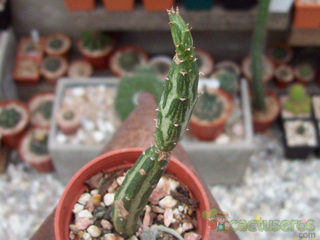 A photo of Kleinia gregorii