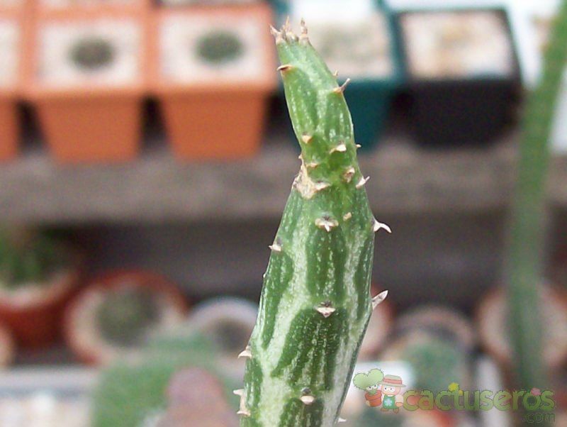 A photo of Kleinia gregorii