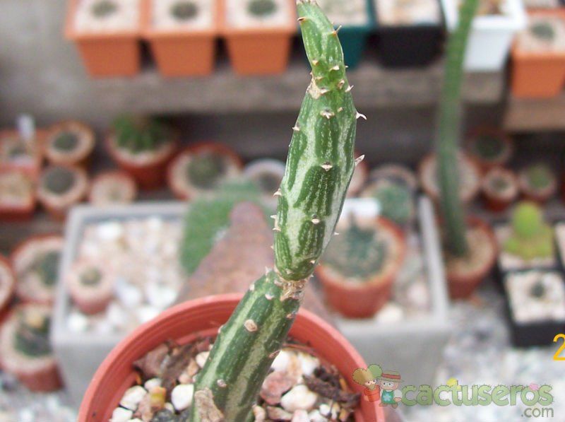 A photo of Kleinia gregorii