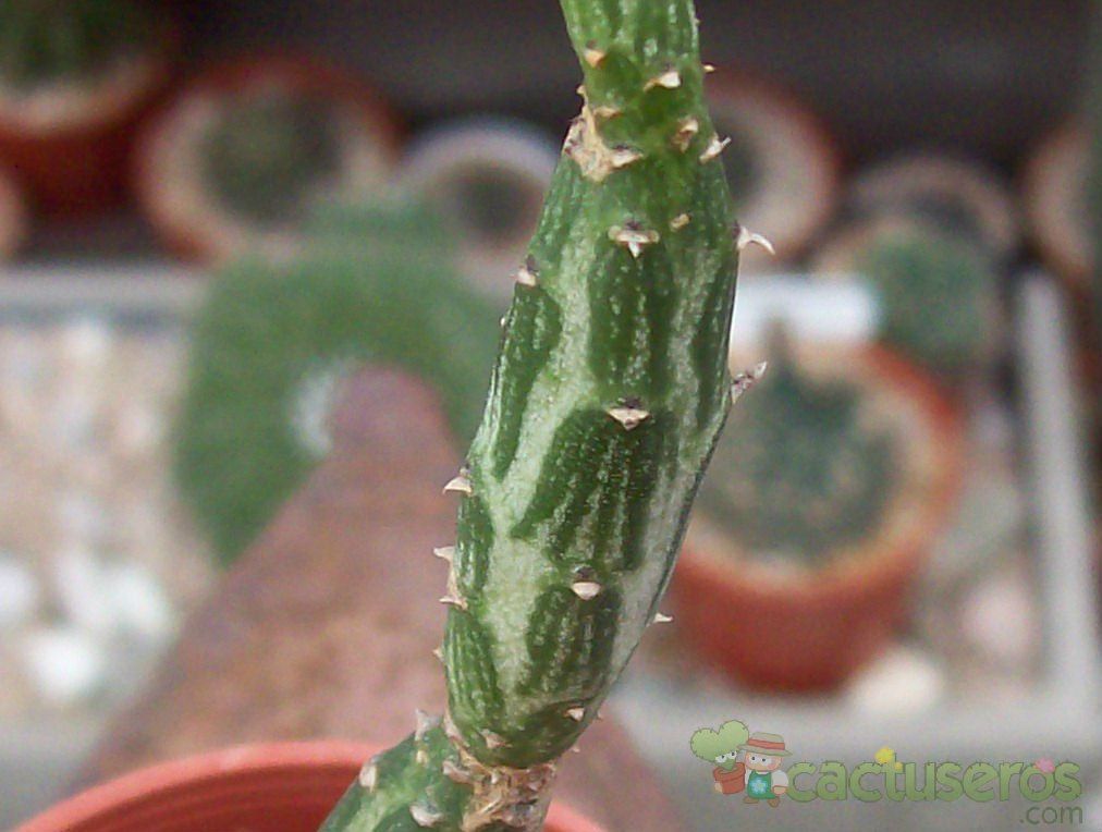 A photo of Kleinia gregorii