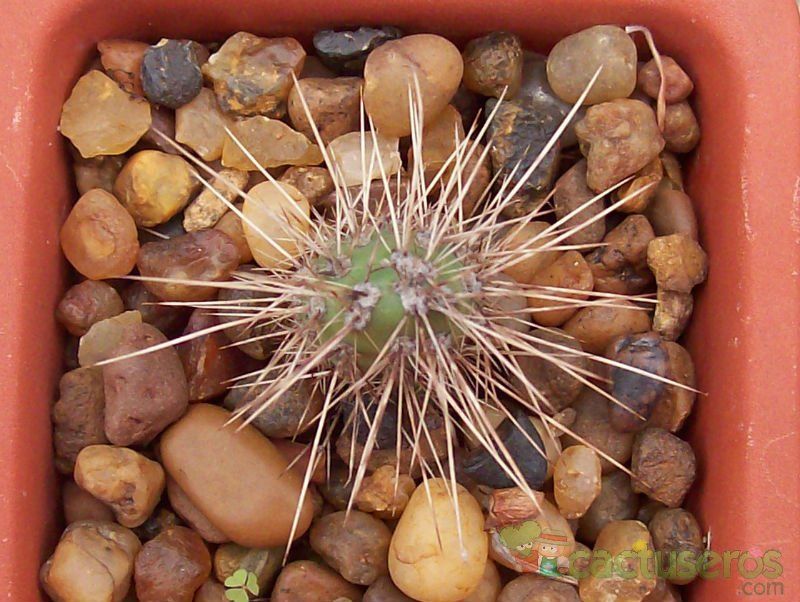 Una foto de Cumulopuntia sphaerica
