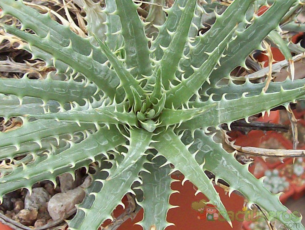 A photo of Dyckia floribunda  
