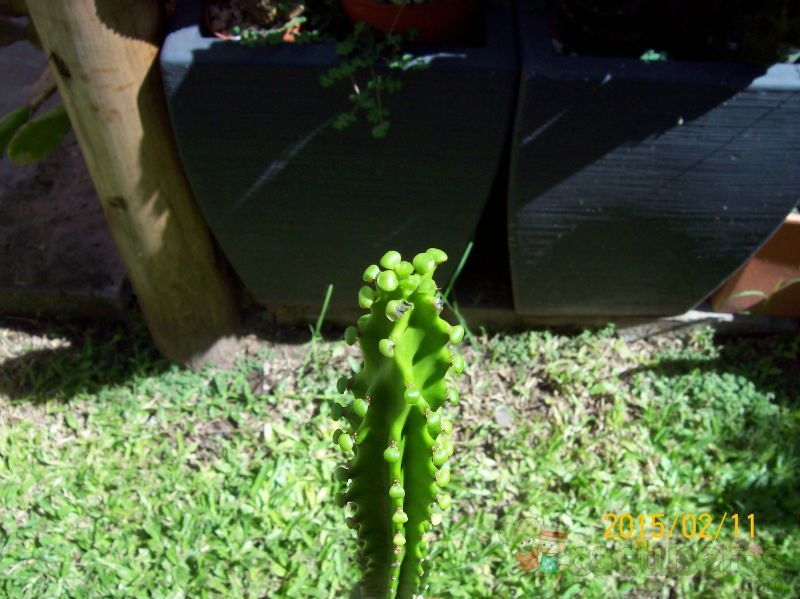Una foto de Euphorbia candelabrum