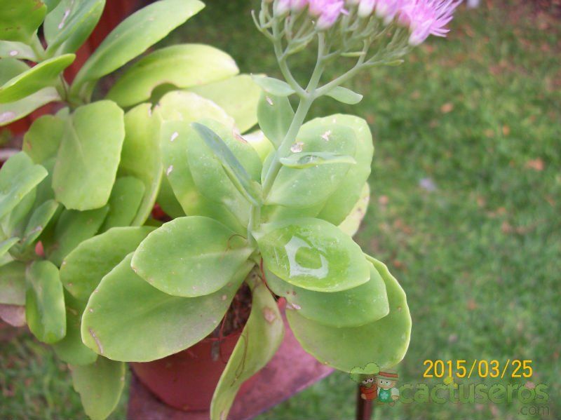 A photo of Hylotelephium spectabile var. spectabile