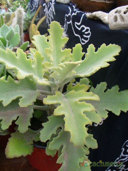 A photo of Kalanchoe beharensis