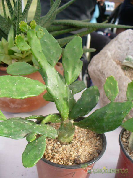 A photo of Brasiliopuntia brasiliensis