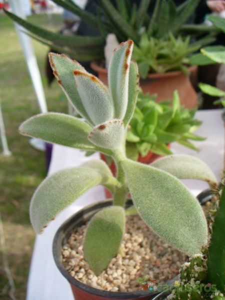 A photo of Kalanchoe tomentosa