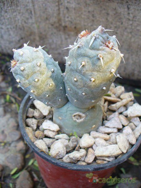 A photo of Tephrocactus articulatus var. oligocanthus