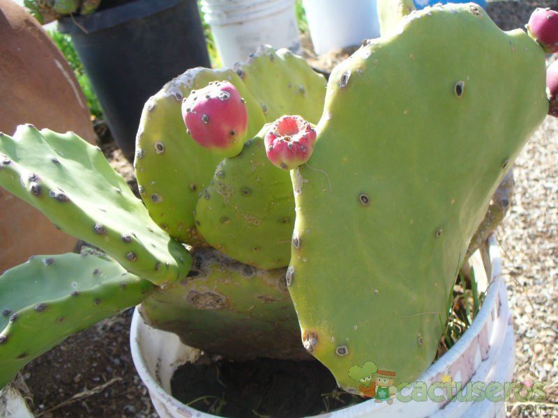 A photo of Opuntia undulata