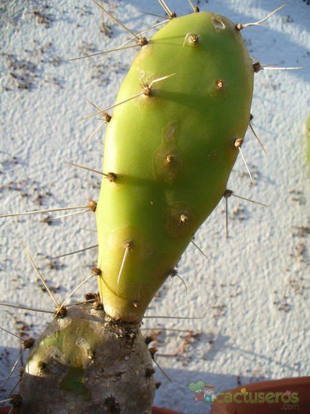 Una foto de Opuntia elata