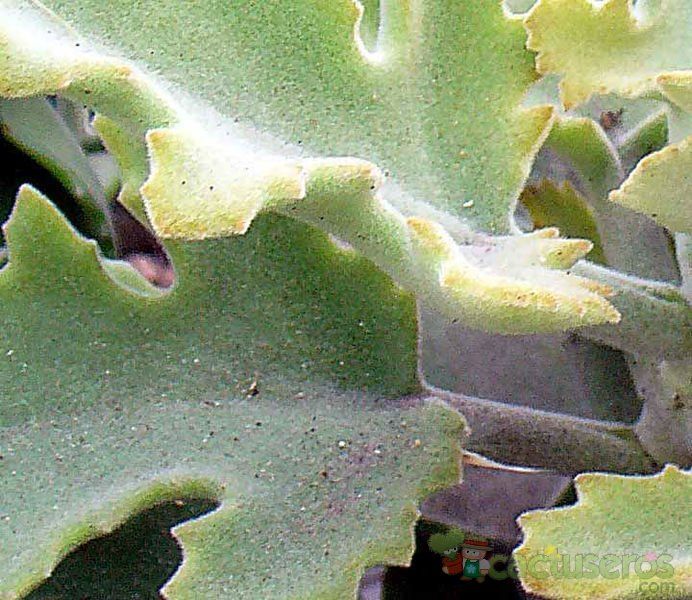 A photo of Kalanchoe beharensis