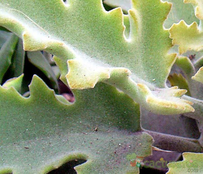 A photo of Kalanchoe beharensis