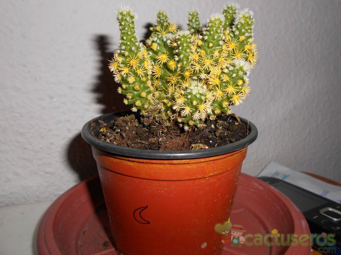 A photo of Mammillaria gracilis cv. Arizona Snowcap