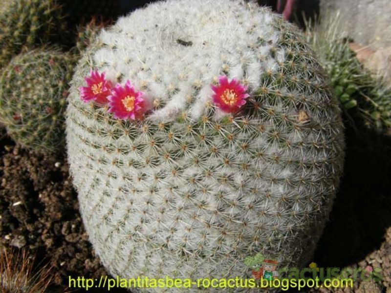 A photo of Mammillaria albilanata ssp. albilanata