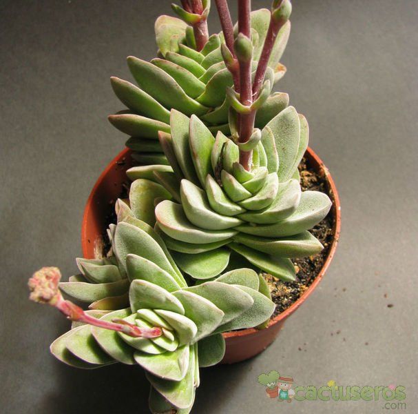 A photo of Crassula x Coralita (C. perfoliata var. falcata x C. susannae) (Hibrido)