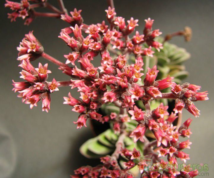 A photo of Crassula x Coralita (C. perfoliata var. falcata x C. susannae) (Hibrido)