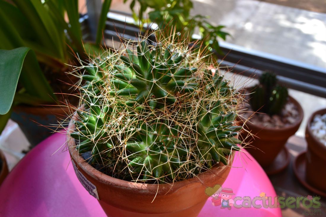 A photo of Mammillaria decipiens ssp. camptotricha