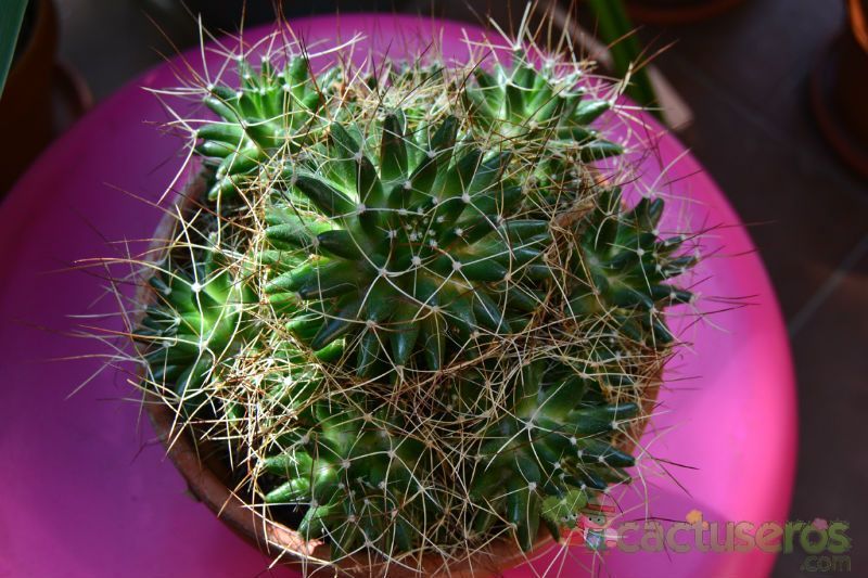 A photo of Mammillaria decipiens ssp. camptotricha