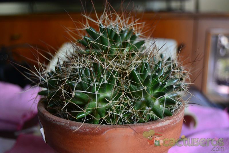 A photo of Mammillaria decipiens ssp. camptotricha